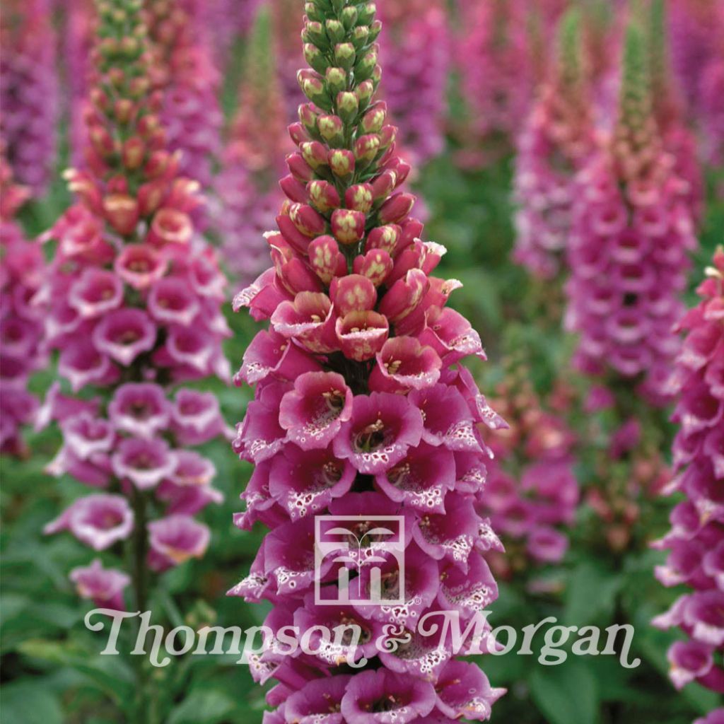 Fingerhut Candy Mountain (Samen) - Digitalis purpurea