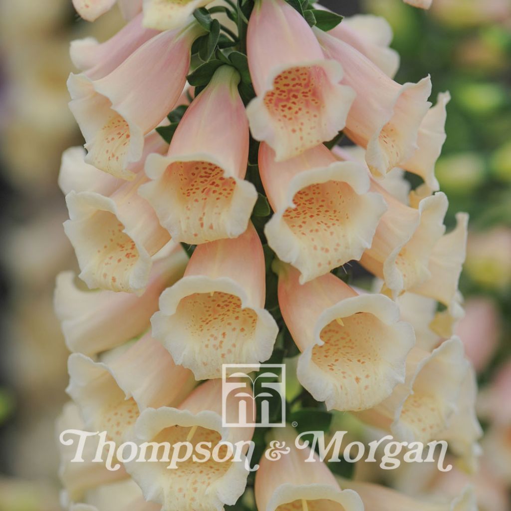 Fingerhut Dalmatian Peach (Samen) - Digitalis purpurea