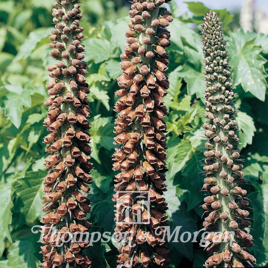 Digitalis parviflora Milk Chocolate (Samen) - Kleinblütiger Fingerhut