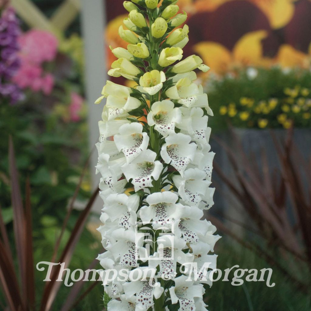 Fingerhut Snowy Mountain (Samen) - Digitalis purpurea