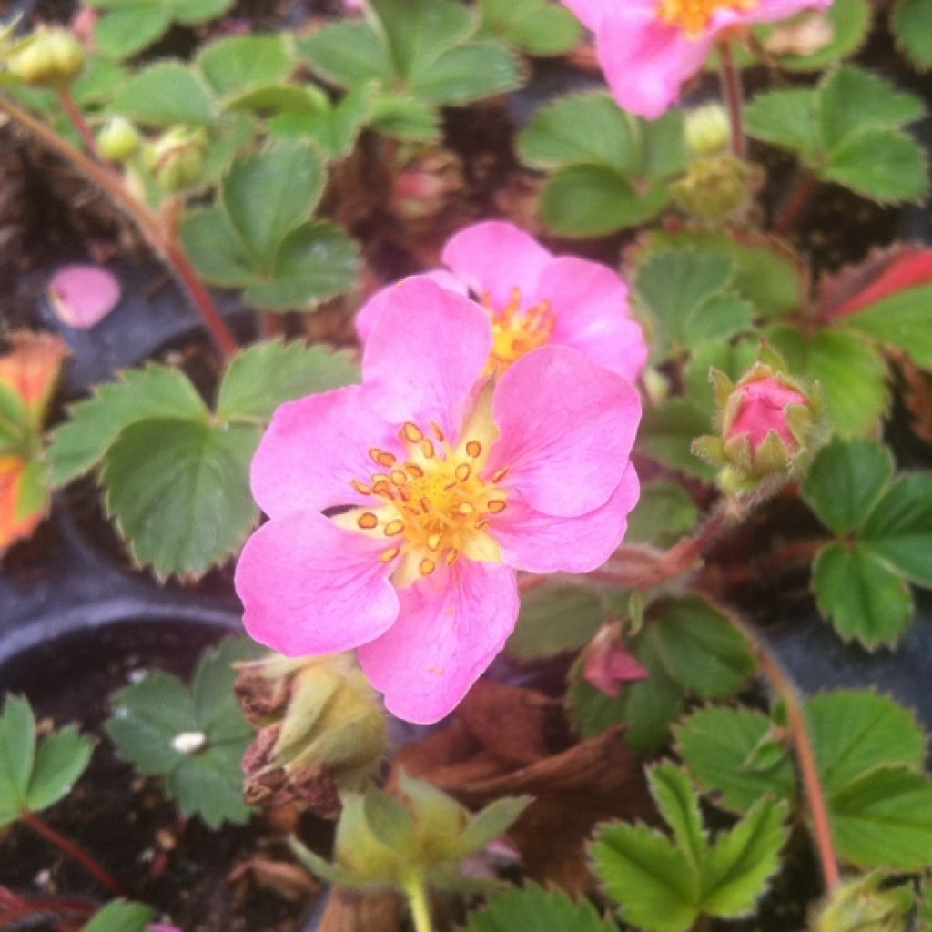 Fraisier rose - Fragaria Pink Panda