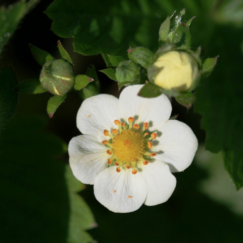 Fraisier abricot - Fragaria rubicolia Mont Omei