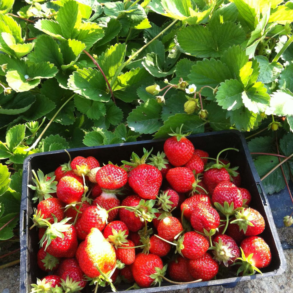 Fraisier Cirafine (remontant) en godet de 7cm