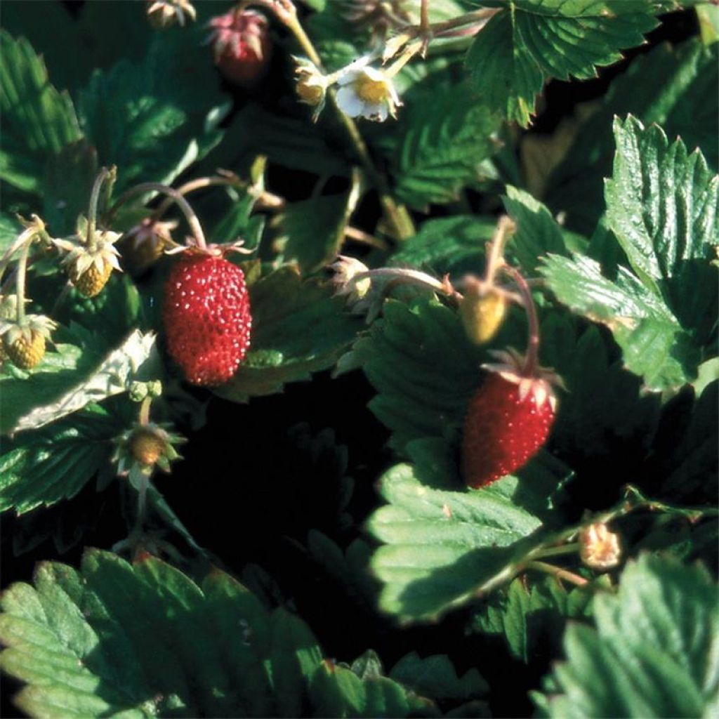 Fragaria vesca (Samen) - Wald-Erdbeere