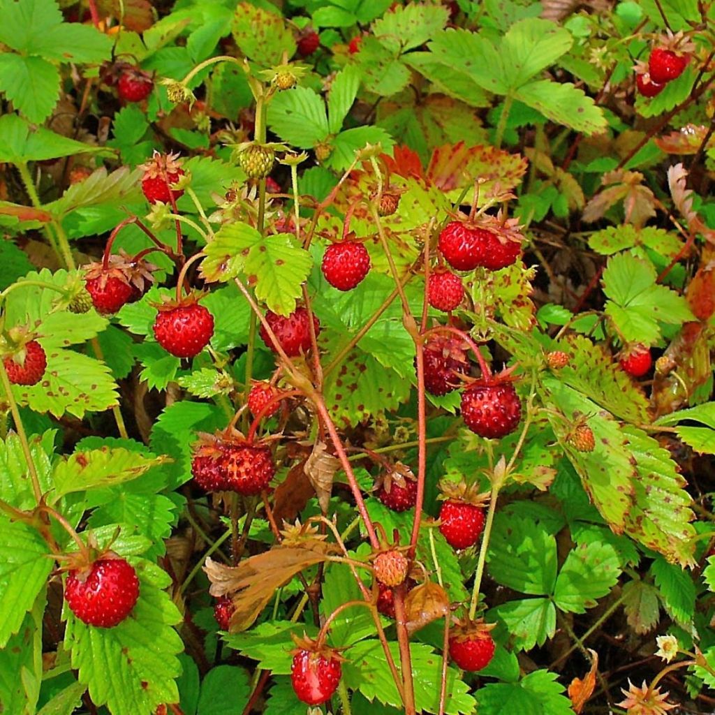 Fragaria vesca Bio - Wald-Erdbeere