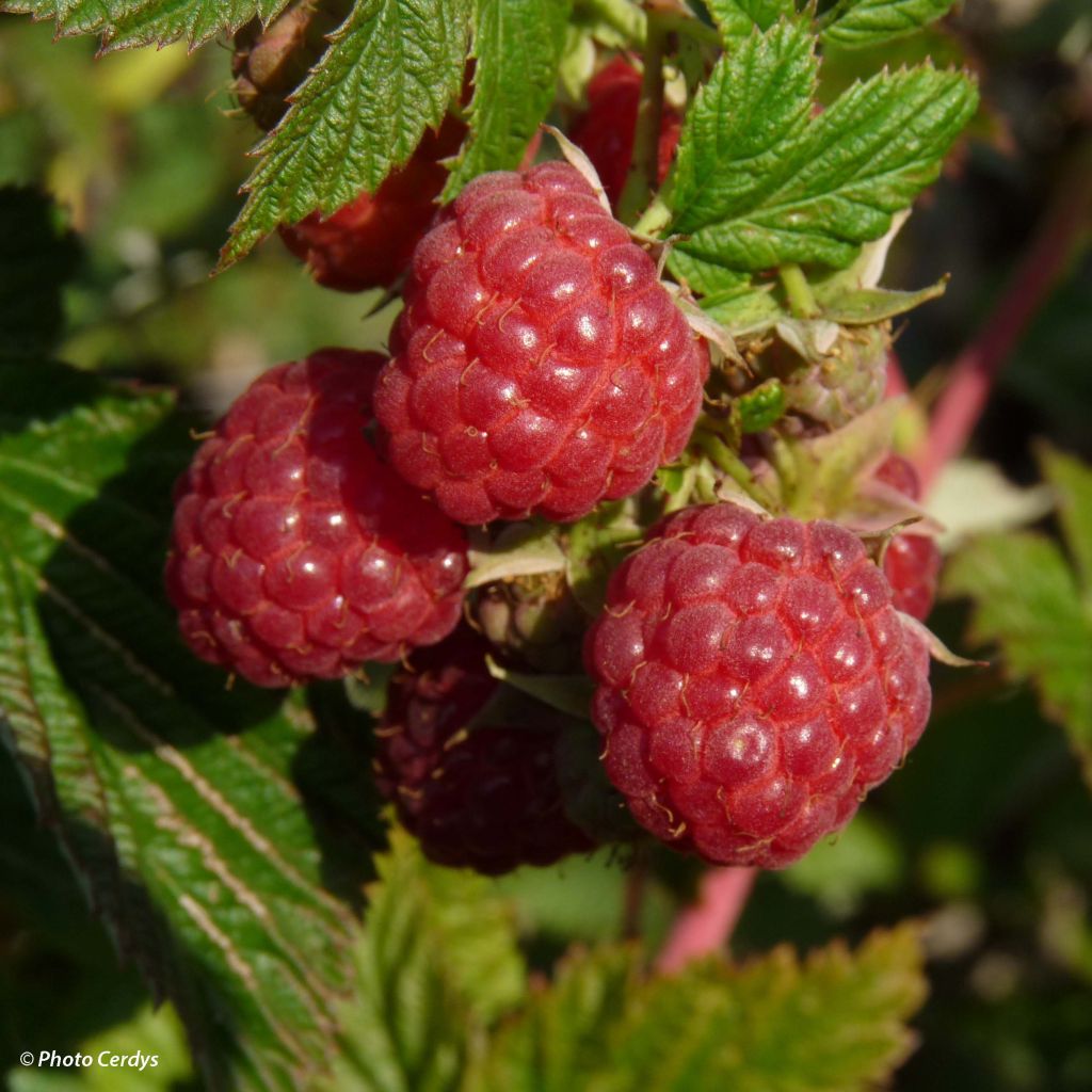 Himbeere Autumn First