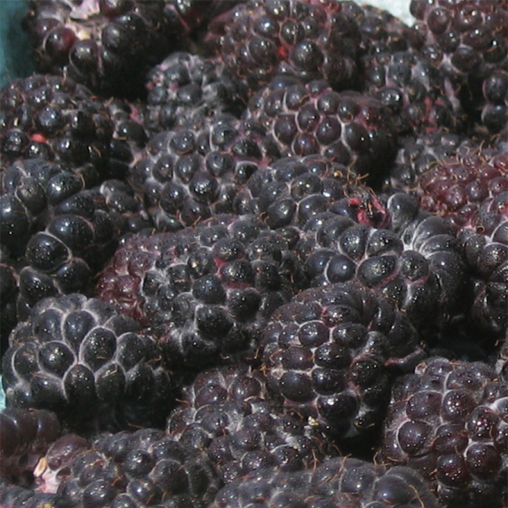 Schwarze Himbeere Black Jewel - Rubus occidentalis