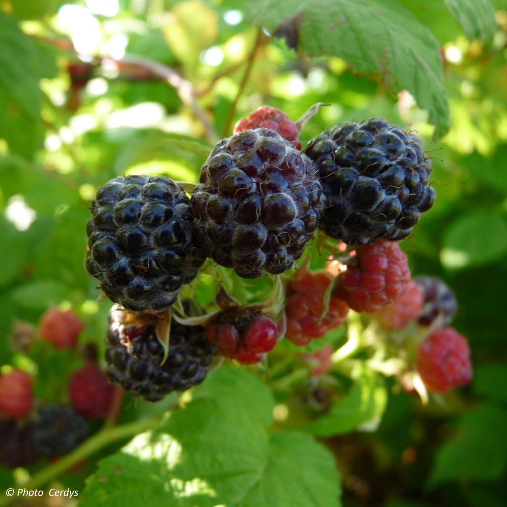 Schwarze Himbeere Black Jewel Bio - Rubus occidentalis