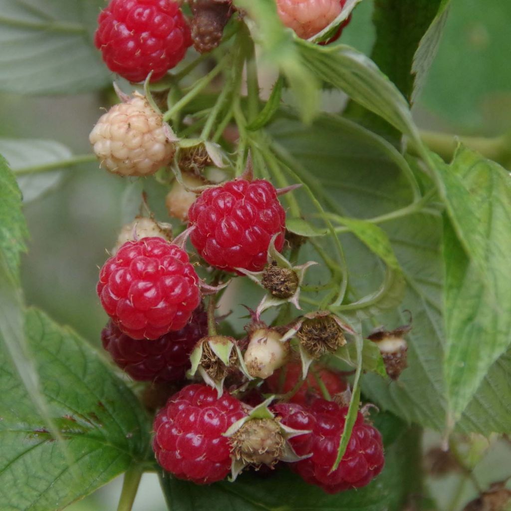 Himbeere Bohème Bio