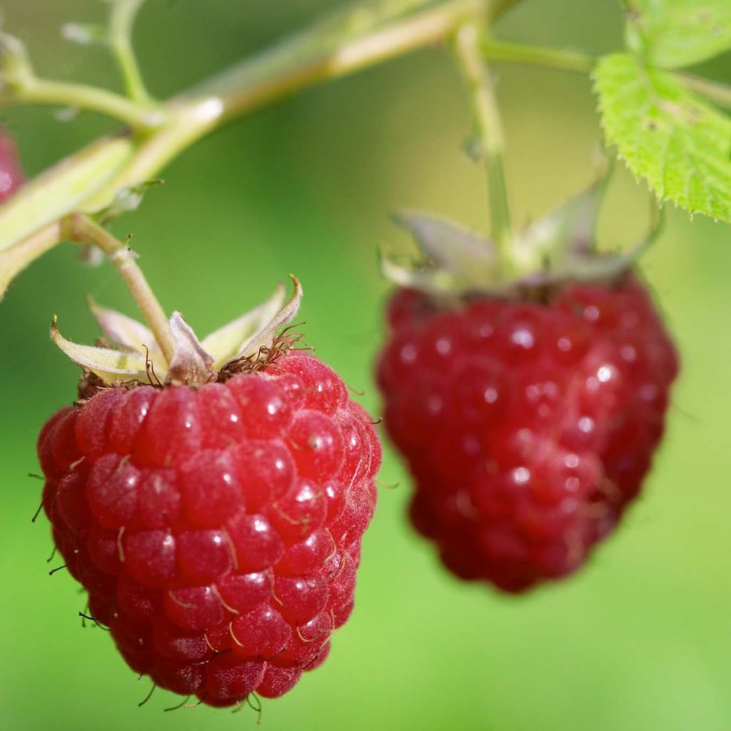 Himbeere Délice de framboise ‘RUSILVA’ Bio