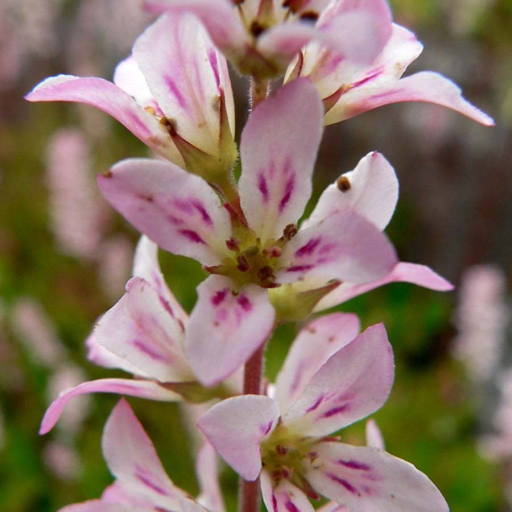 Francoa sonchifolia - Brautkranz