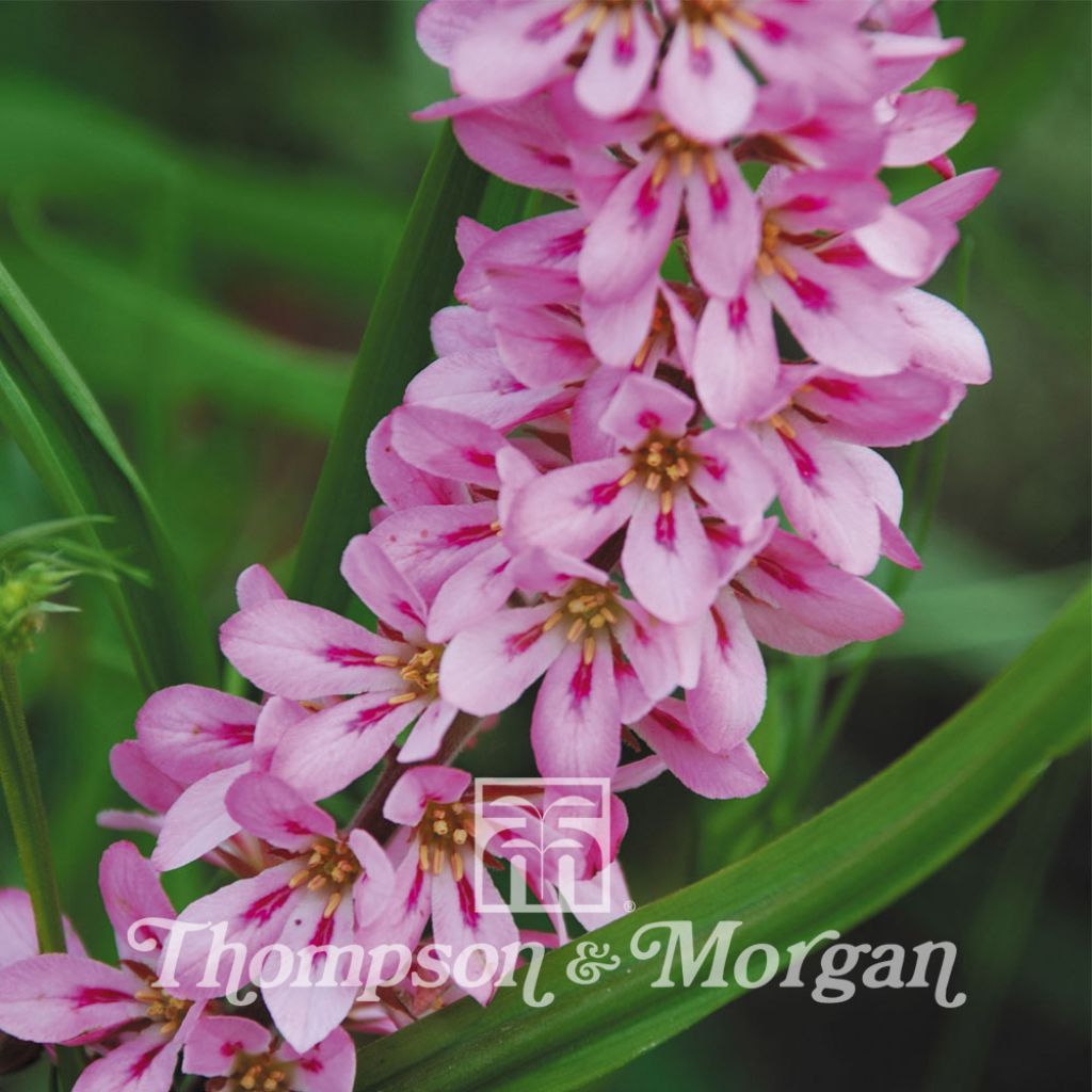 Francoa sonchifolia Pink Giant (Samen) - Brautkranz