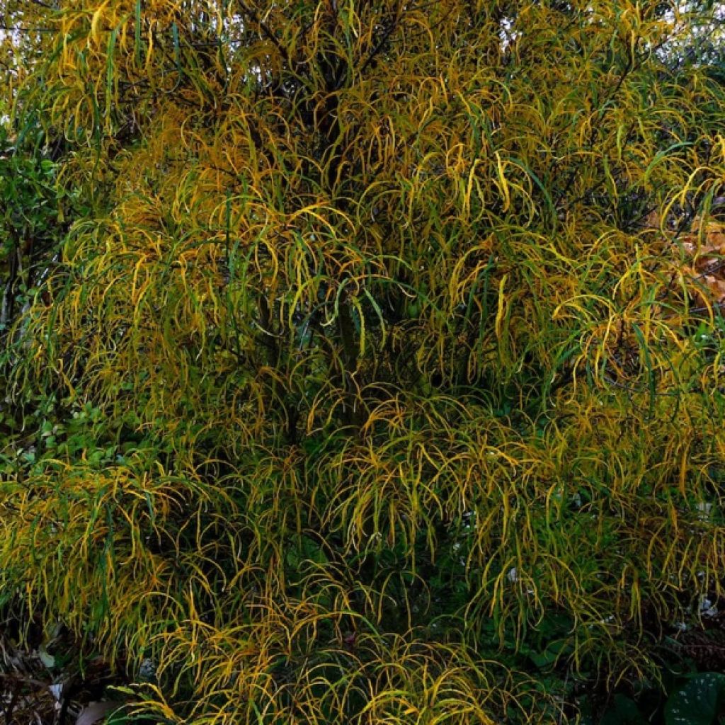 Rhamnus frangula Asplenifolia - Faulbaum