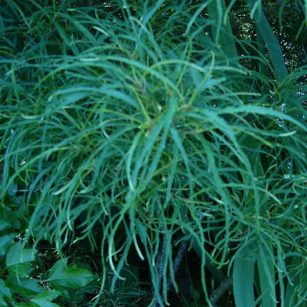 Rhamnus frangula Asplenifolia - Faulbaum