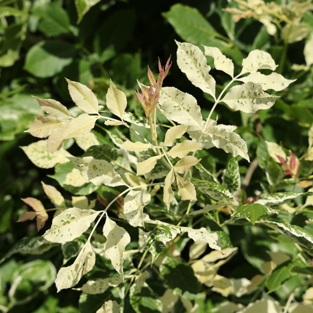 Fraxinus americana Hunky Punk - Weiß-Esche