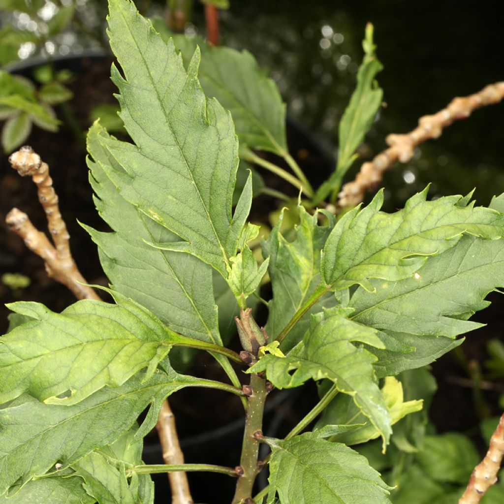 Fraxinus angustifolia Heterophylla Laciniata - Schmalblättrige Esche