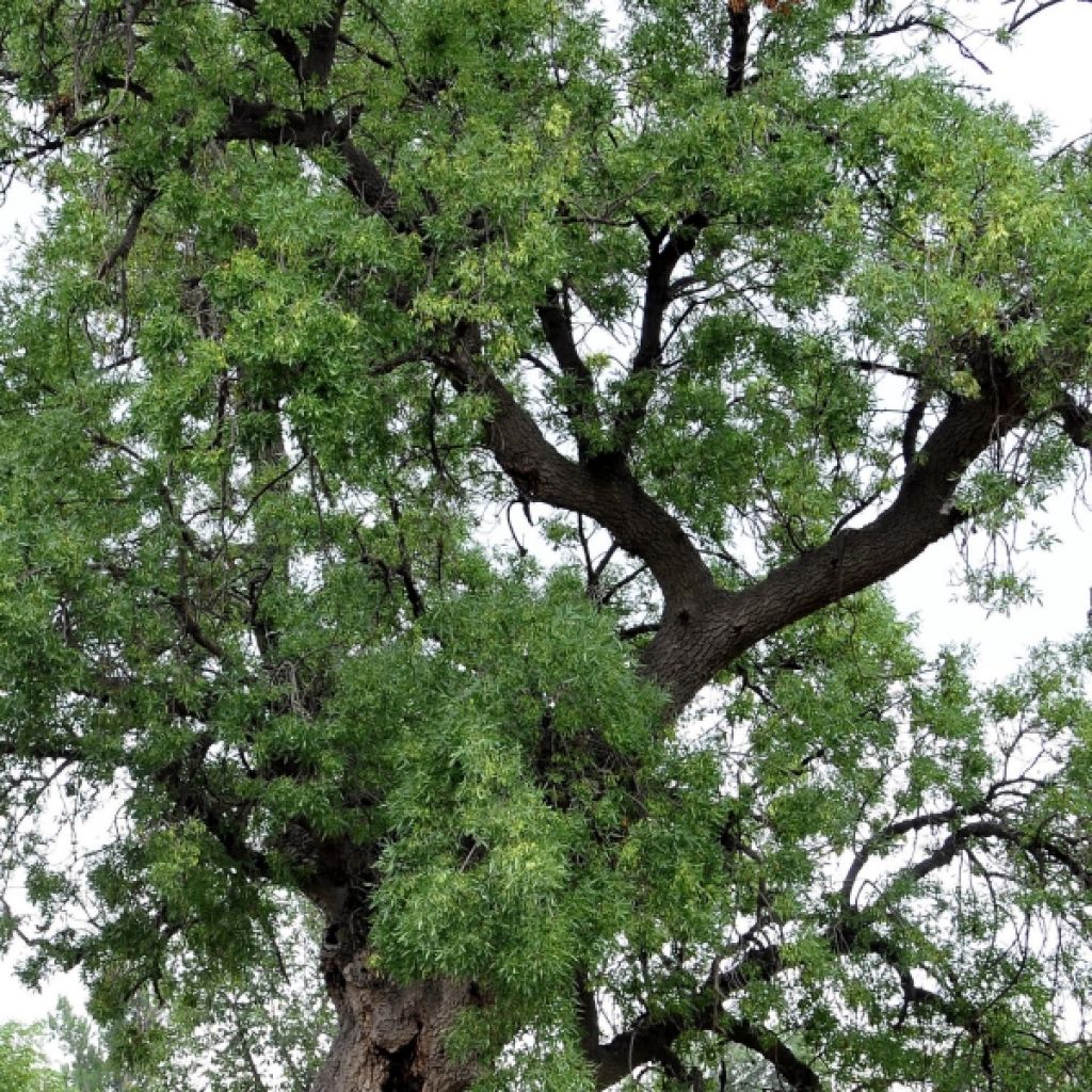 Schmalblättrige Esche Raywood - Fraxinus angustifolia