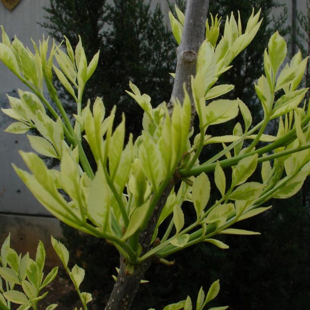 Schmalblättrige Esche Variegata - Fraxinus angustifolia