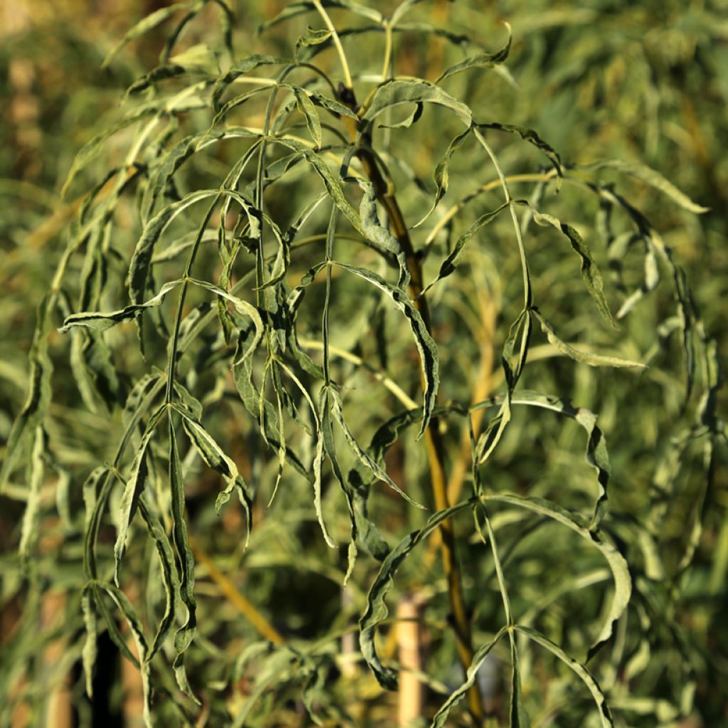 Gemeine Esche Aarsee - Fraxinus excelsior