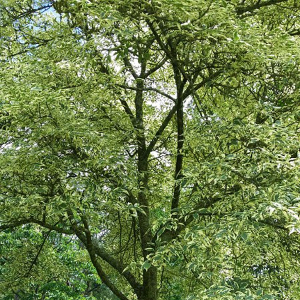 Gemeine Esche Argenteovariegata - Fraxinus excelsior