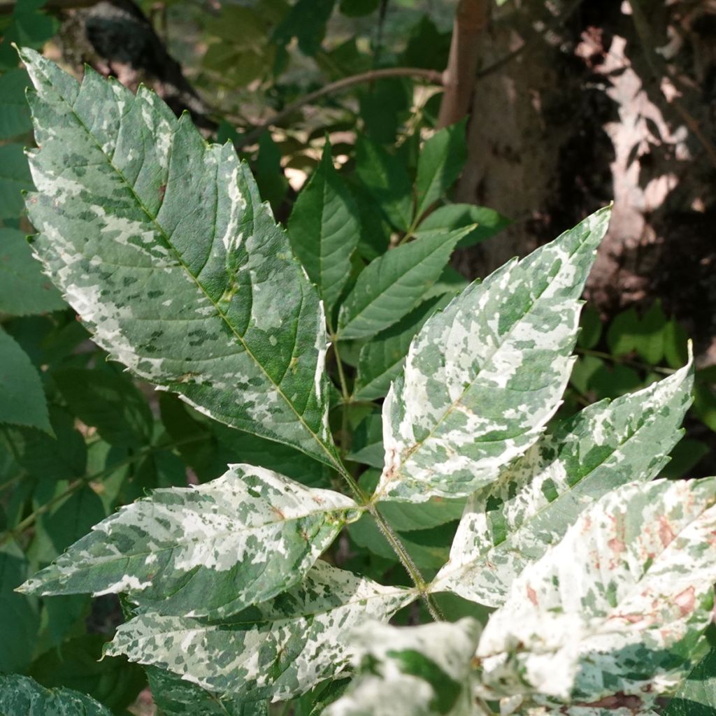 Gemeine Esche Crispa Variegata - Fraxinus excelsior