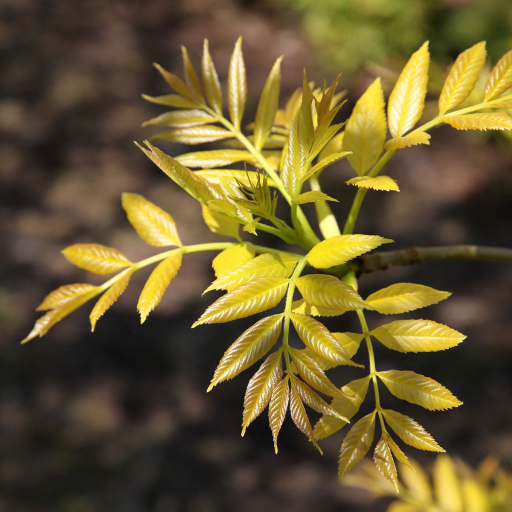 Gemeine Esche Foliis Aureis - Fraxinus excelsior