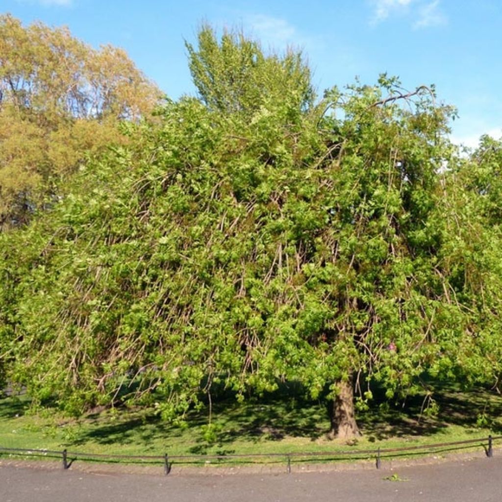 Gemeine Esche Pendula - Fraxinus excelsior