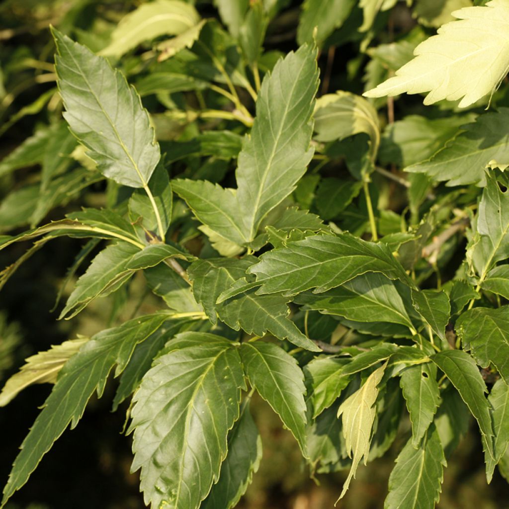 Gemeine Esche Zygmunt Krasiński - Fraxinus excelsior