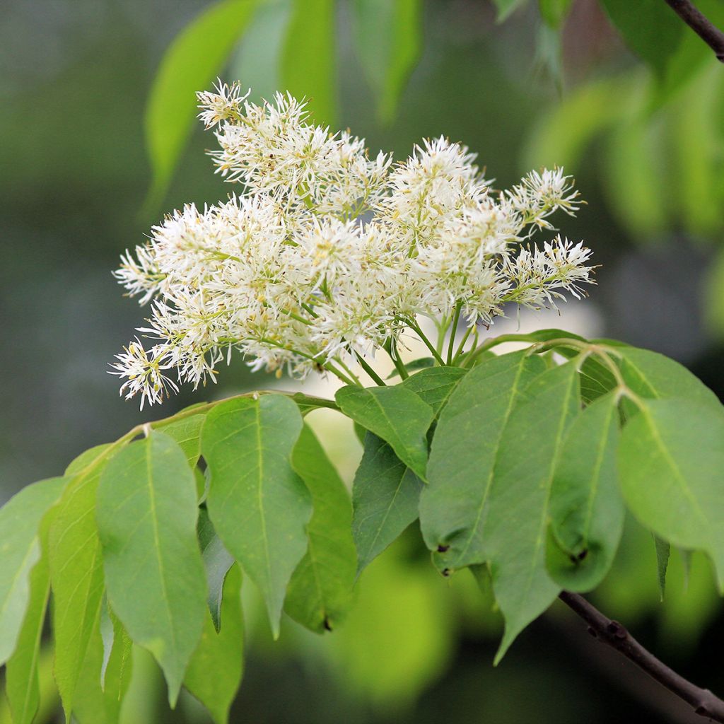 Manna-Esche - Fraxinus ornus