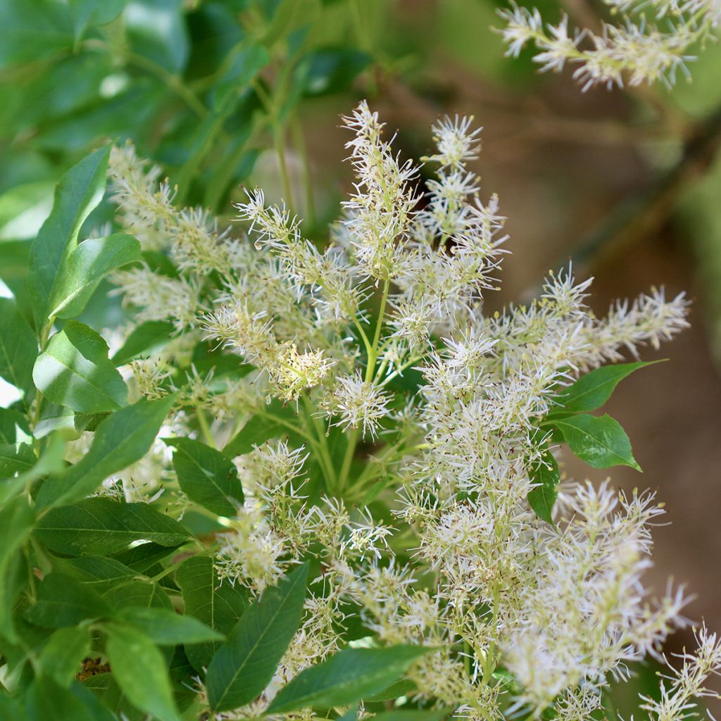 Manna-Esche Obelisk - Fraxinus ornus