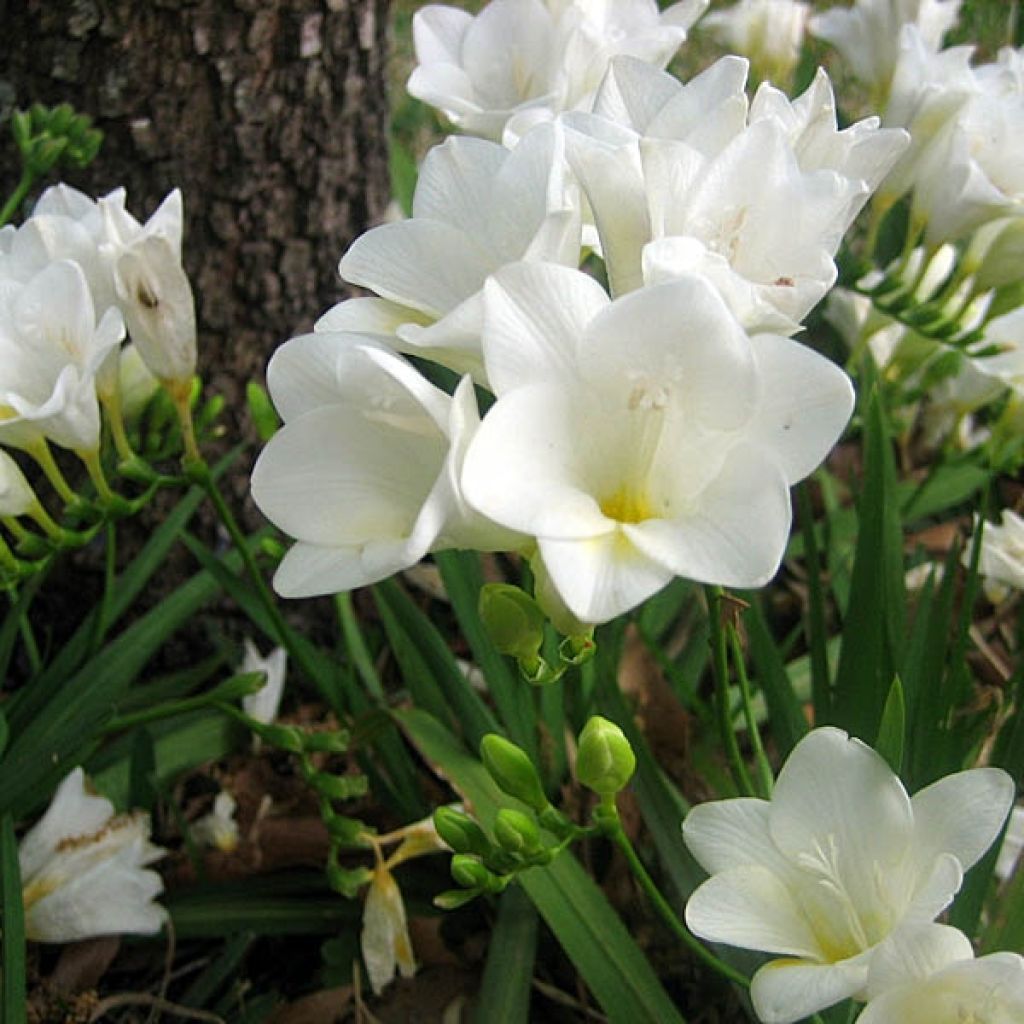 Freesia Simple White