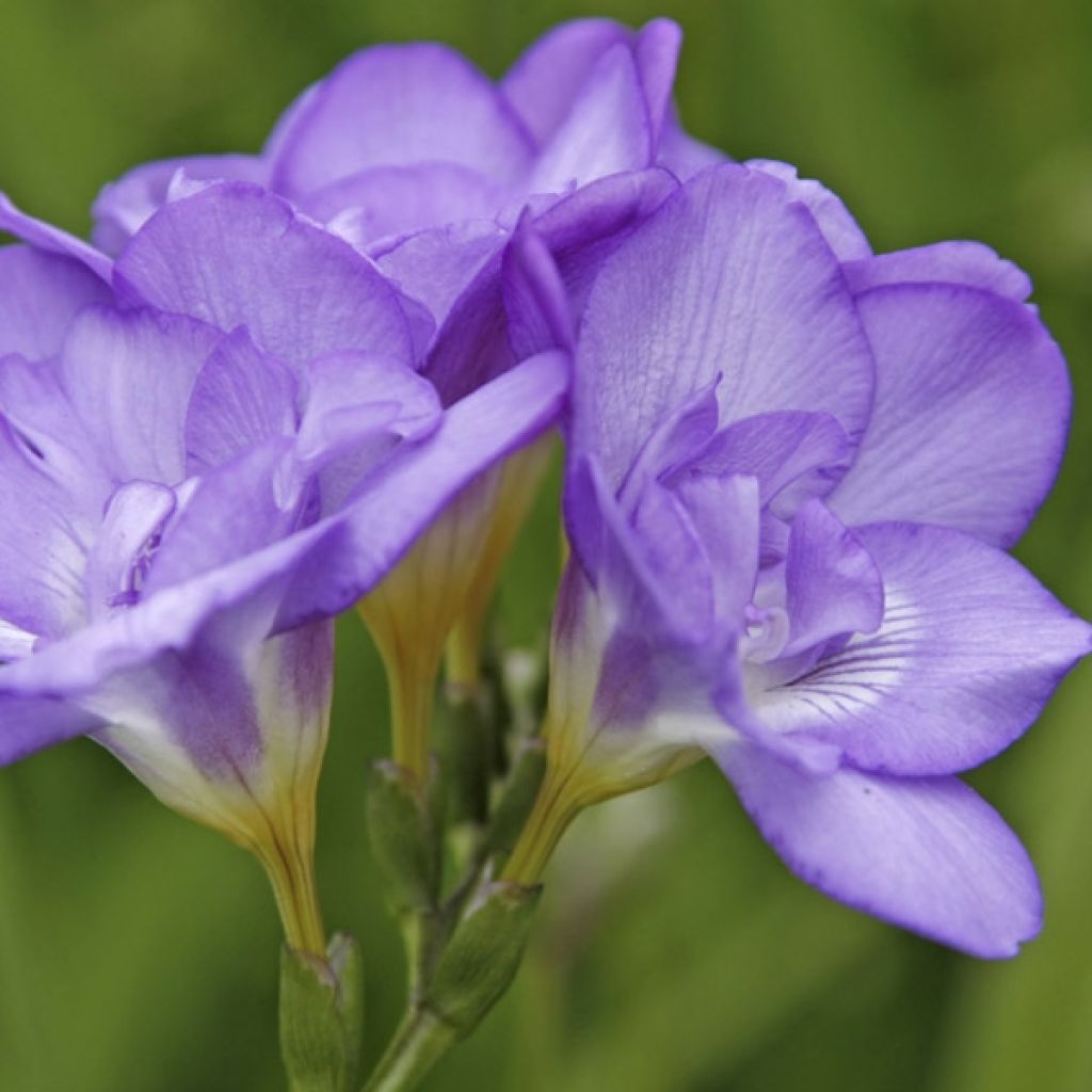 Freesia Double Blue