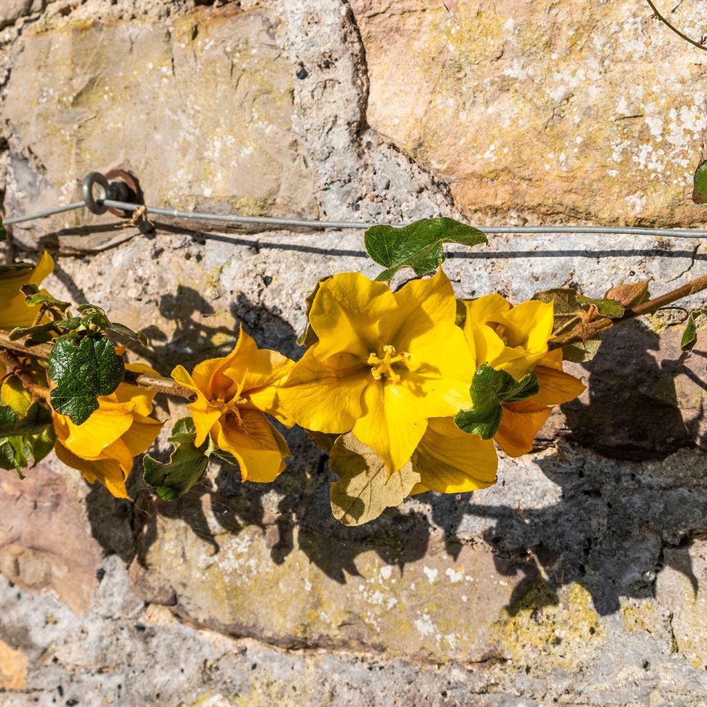 Fremontodendron californicum - Fremontia de Californie