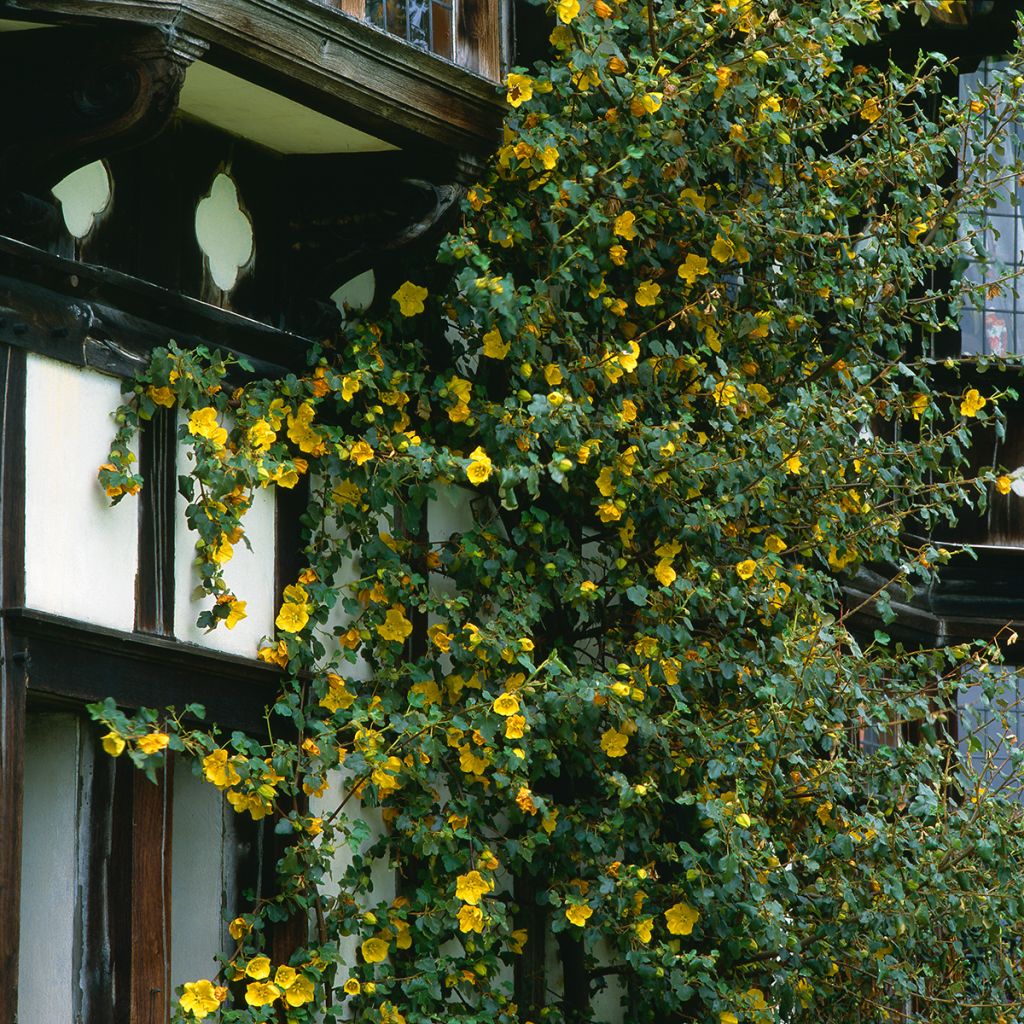 Fremontodendron californicum - Fremontia de Californie