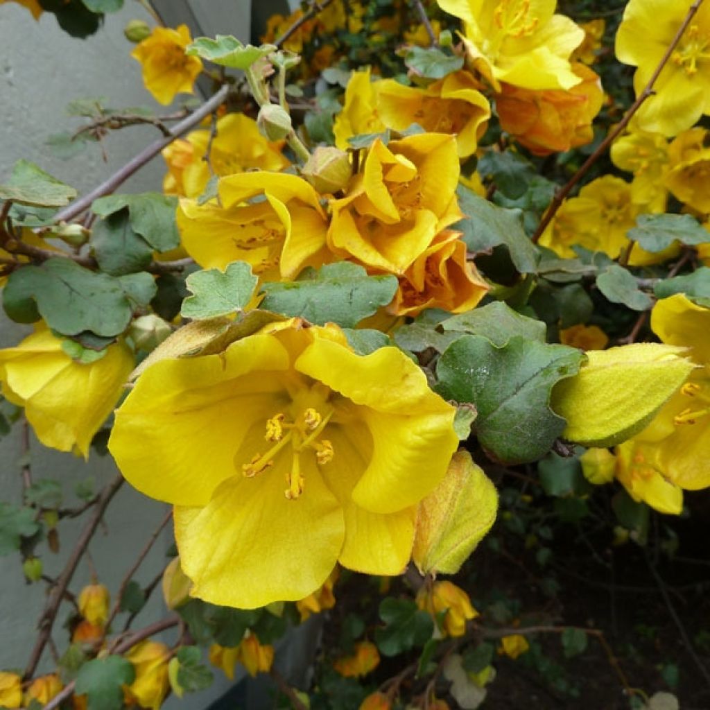 Fremontodendron californicum - Fremontia de Californie