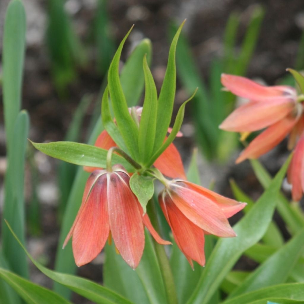 Kaiserkrone Bach - Fritillaria imperialis