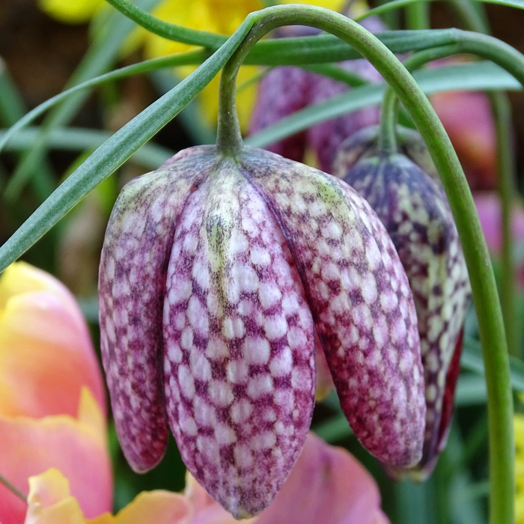 Fritillaria meleagris - Schachblume