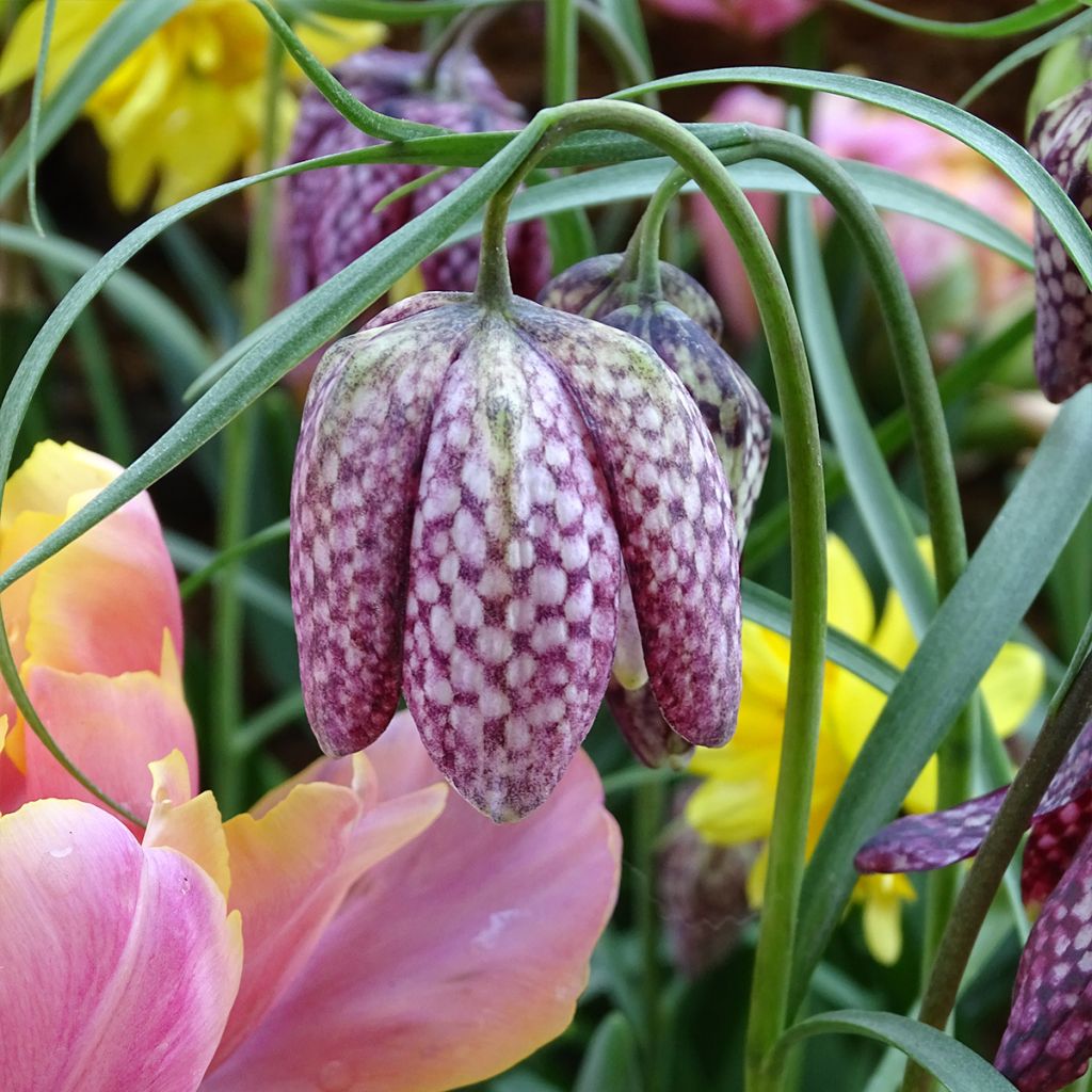 Fritillaria meleagris - Schachblume