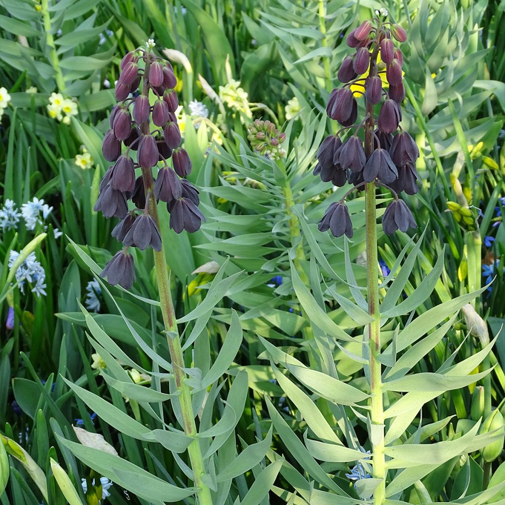 Persische Kaiserkrone Adiyaman - Fritillaria persica