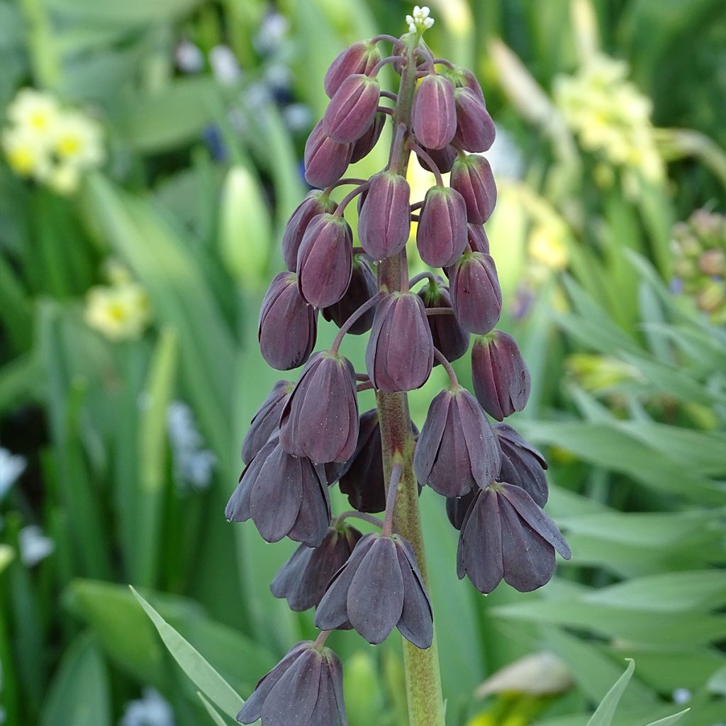 Persische Kaiserkrone Adiyaman - Fritillaria persica