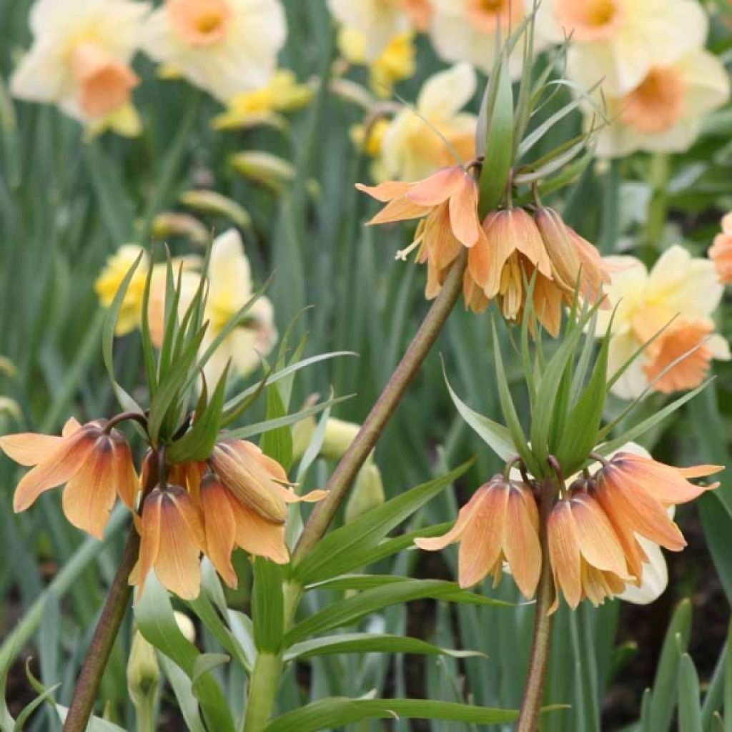 Kaiserkrone Tchaikovsky - Fritillaria imperialis