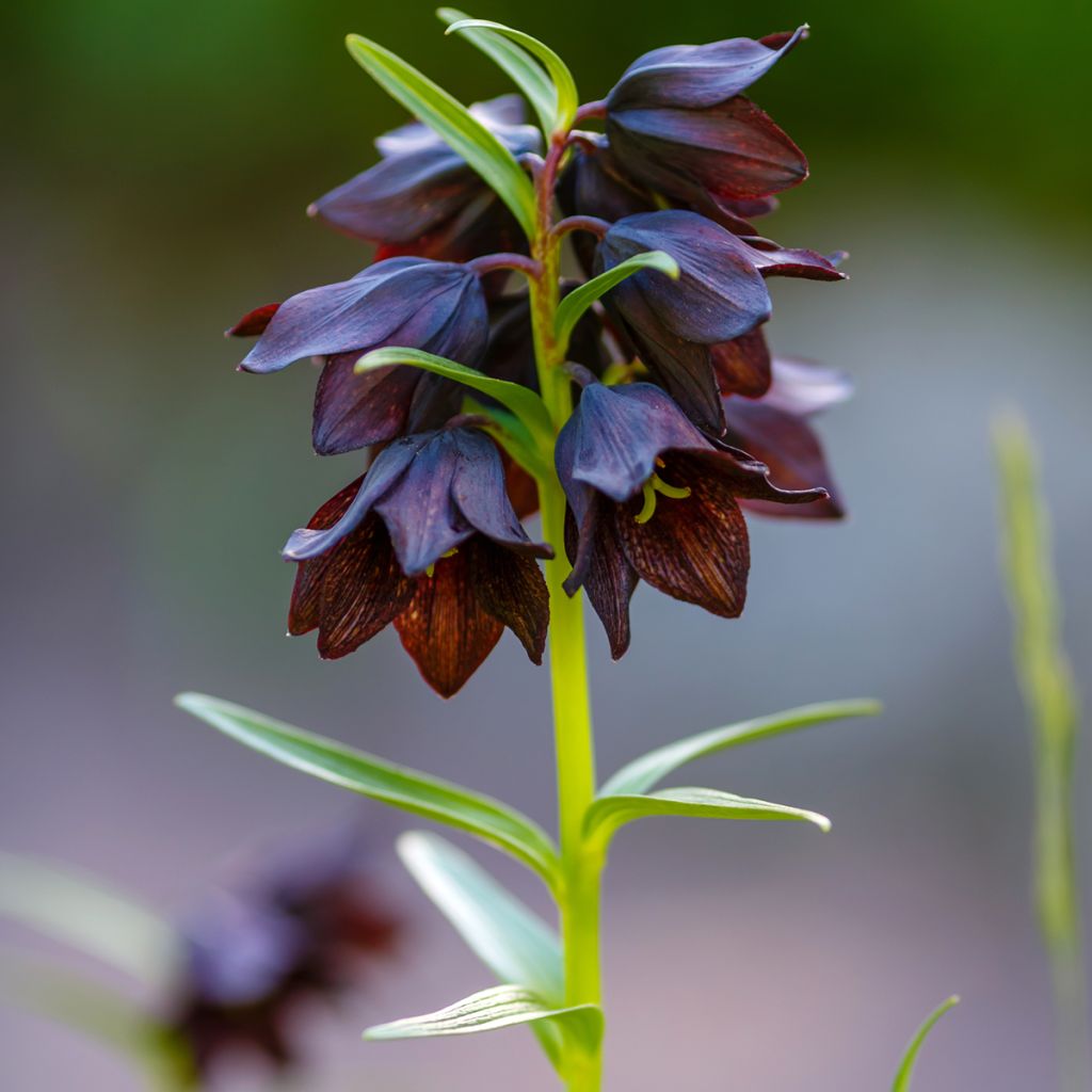 Fritillaire camschatcensis - Lys du Kamtchatka