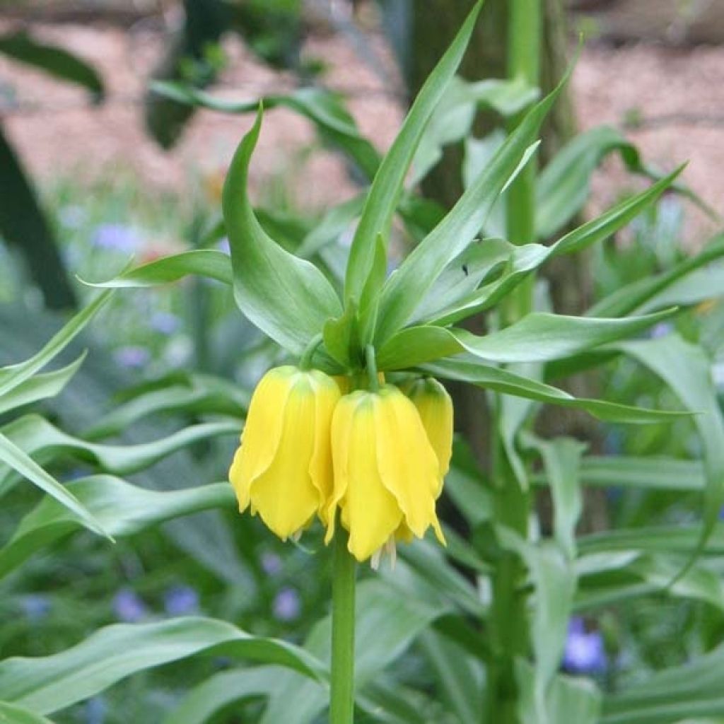 Kaiserkrone Lutea - Fritillaria imperialis