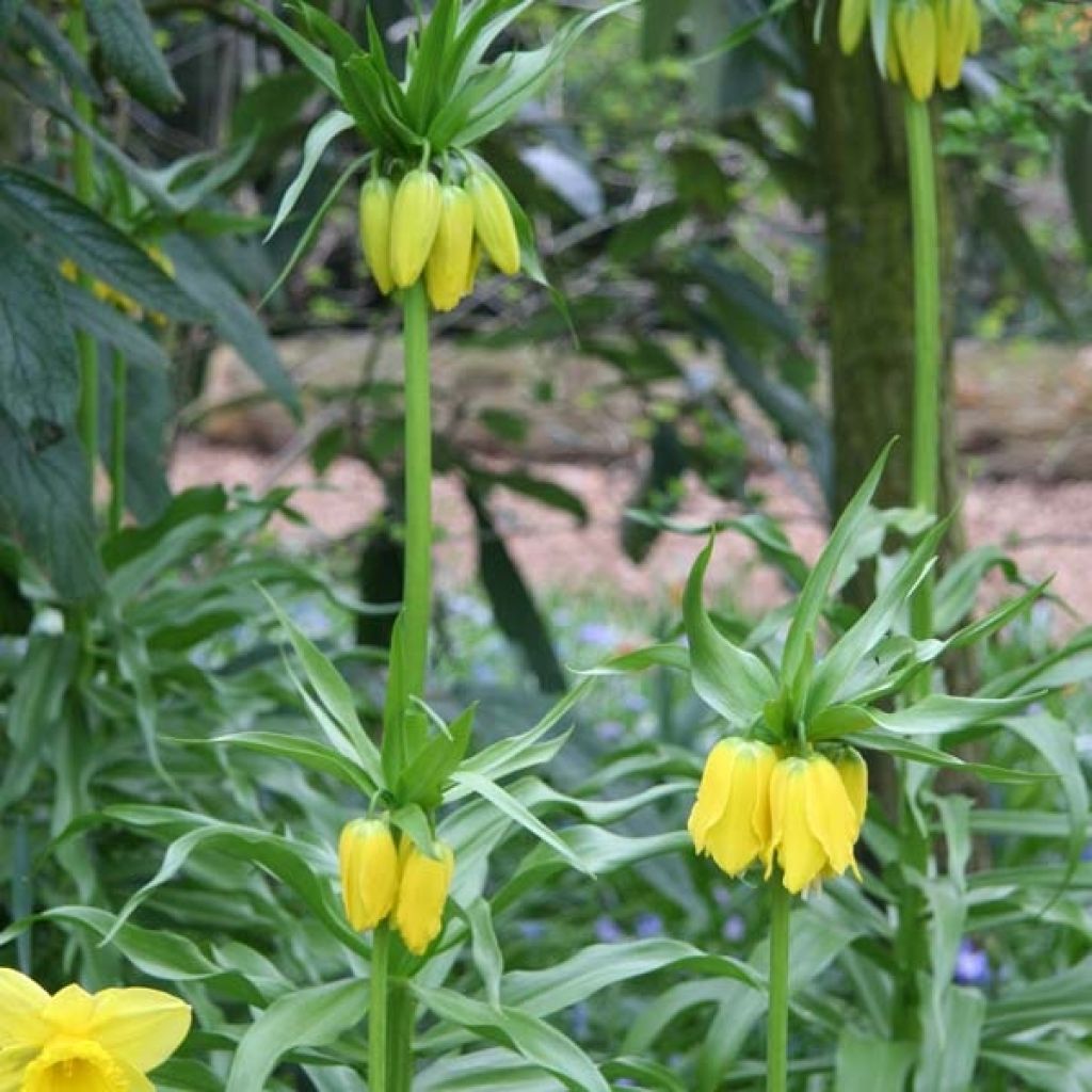 Fritillaire imperialis Lutea - Couronne impériale