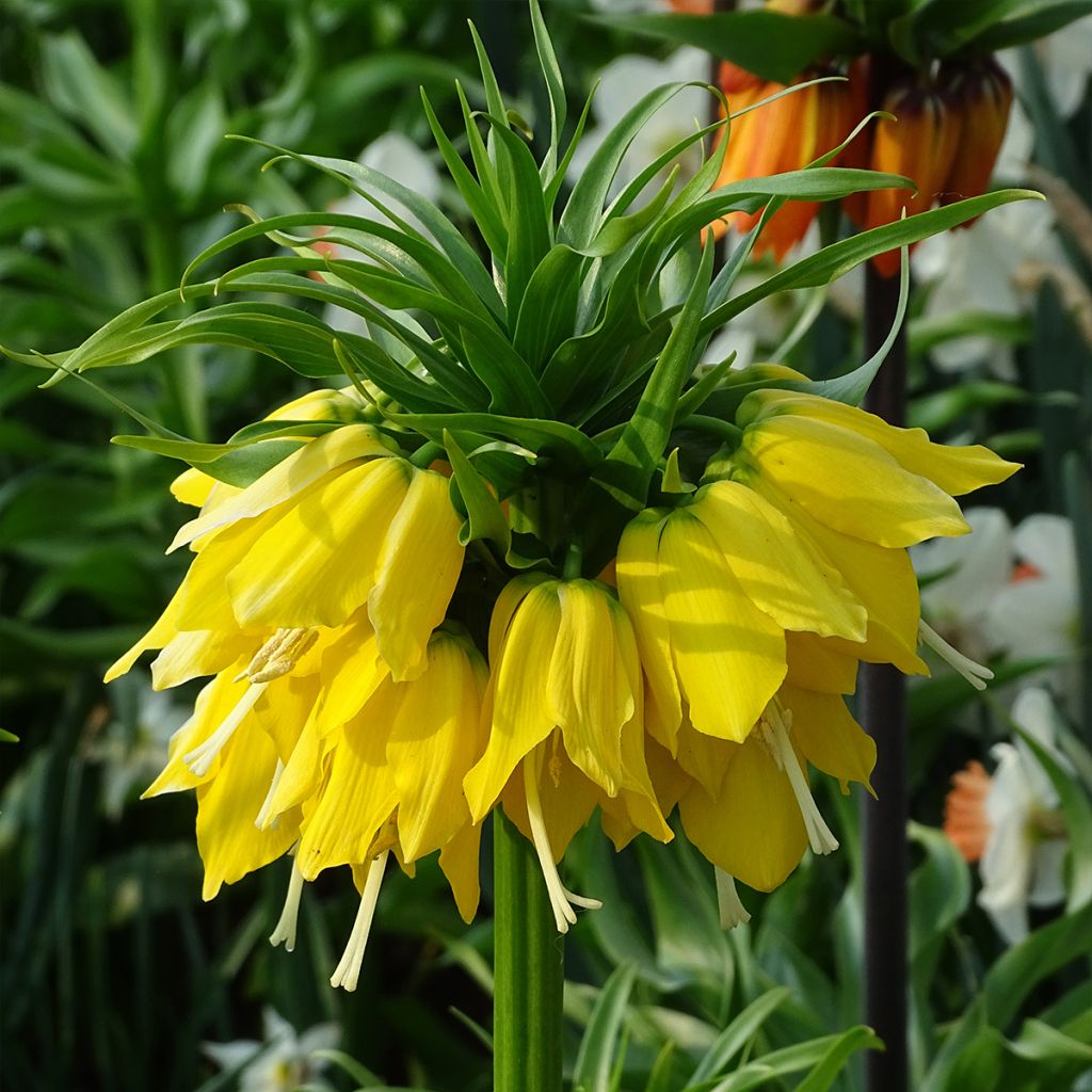 Kaiserkrone Lutea - Fritillaria imperialis