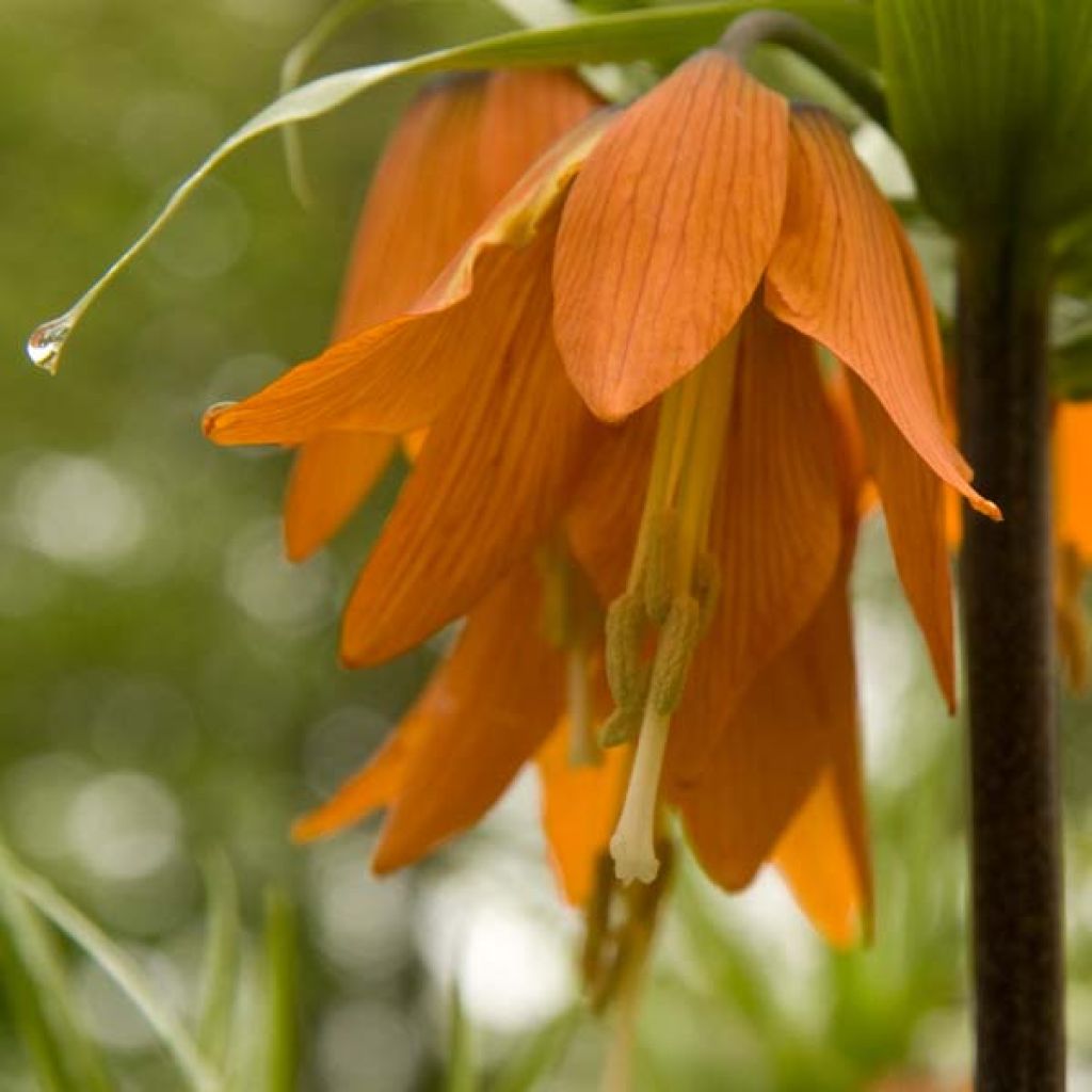 Kaiserkrone Prolifera - Fritillaria imperialis