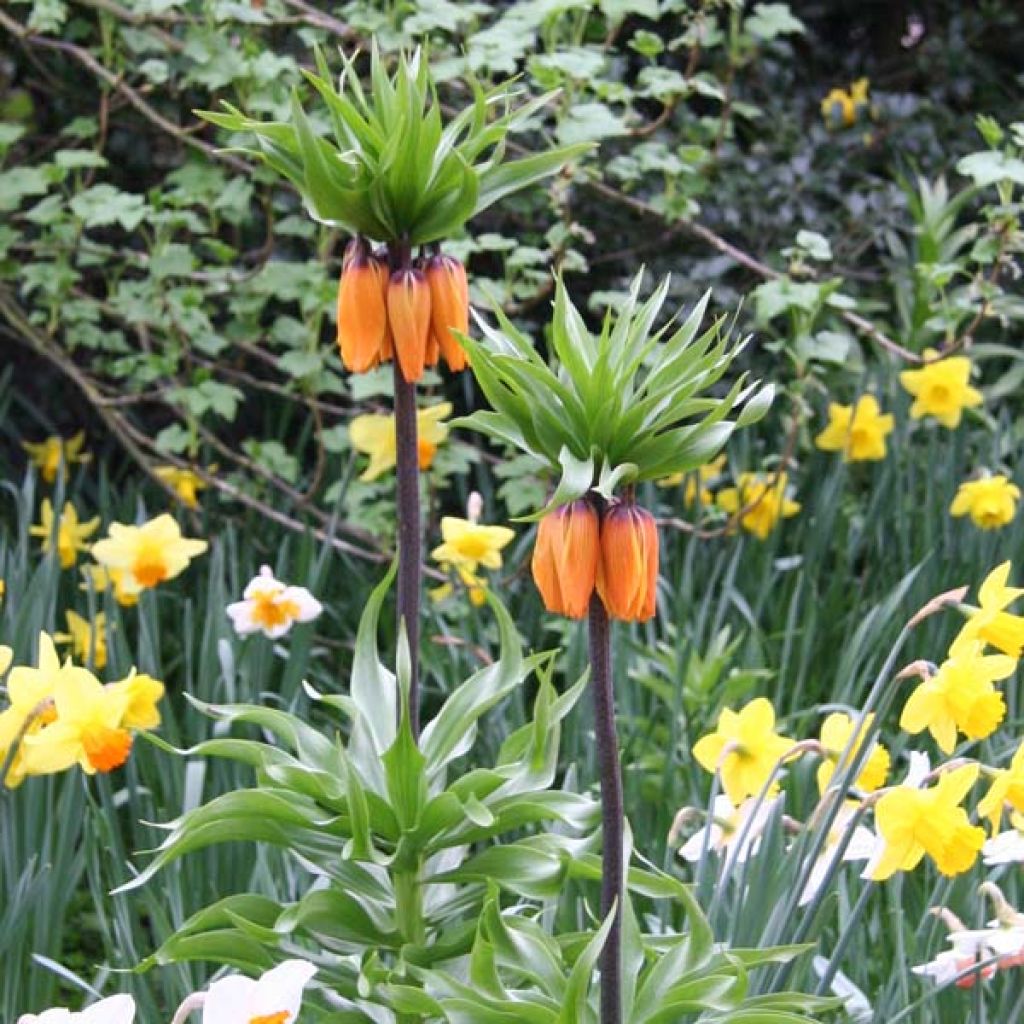 Fritillaire imperialis Prolifera - Couronne impériale