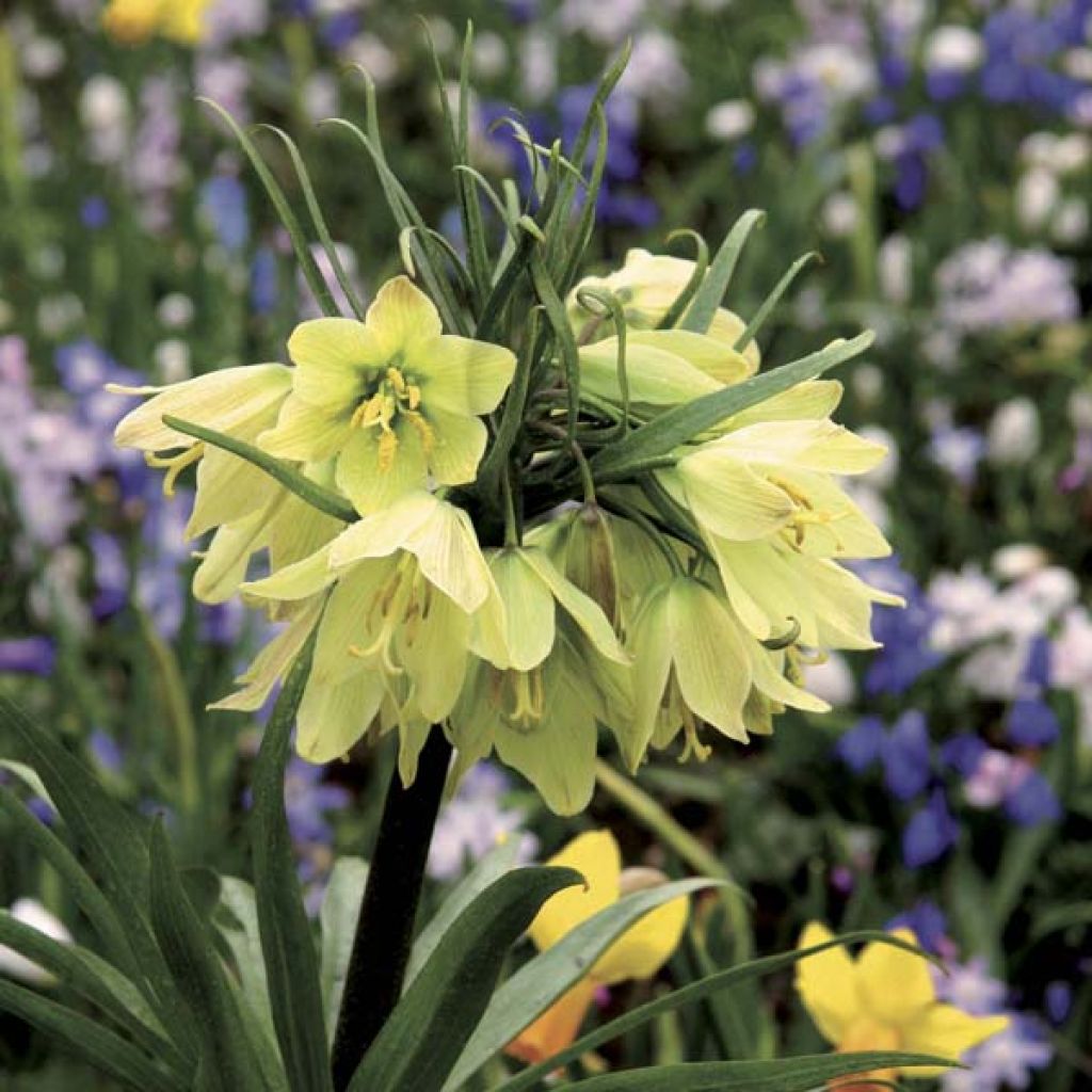 Fritillaria raddeana - Zwerg-Kaiserkrone