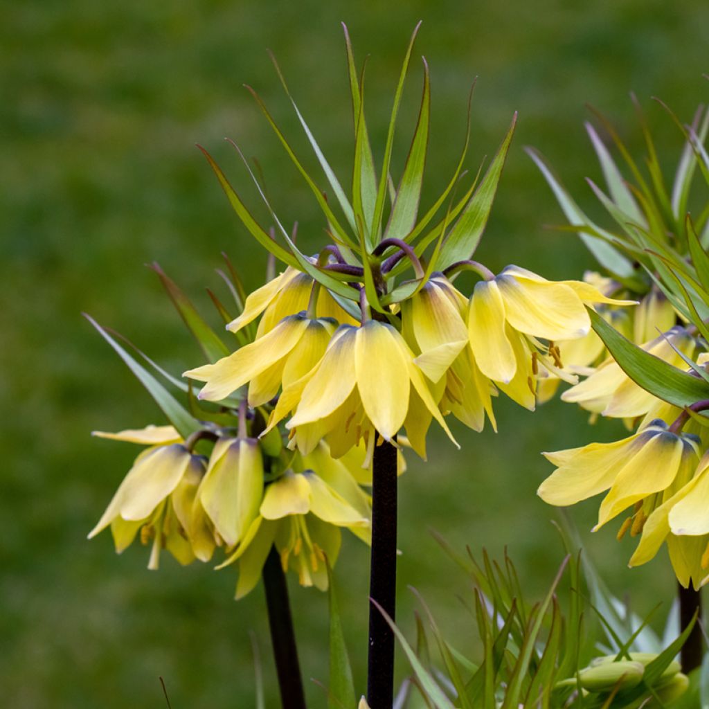 Fritillaire imperialis Early Sensation - Couronne impériale