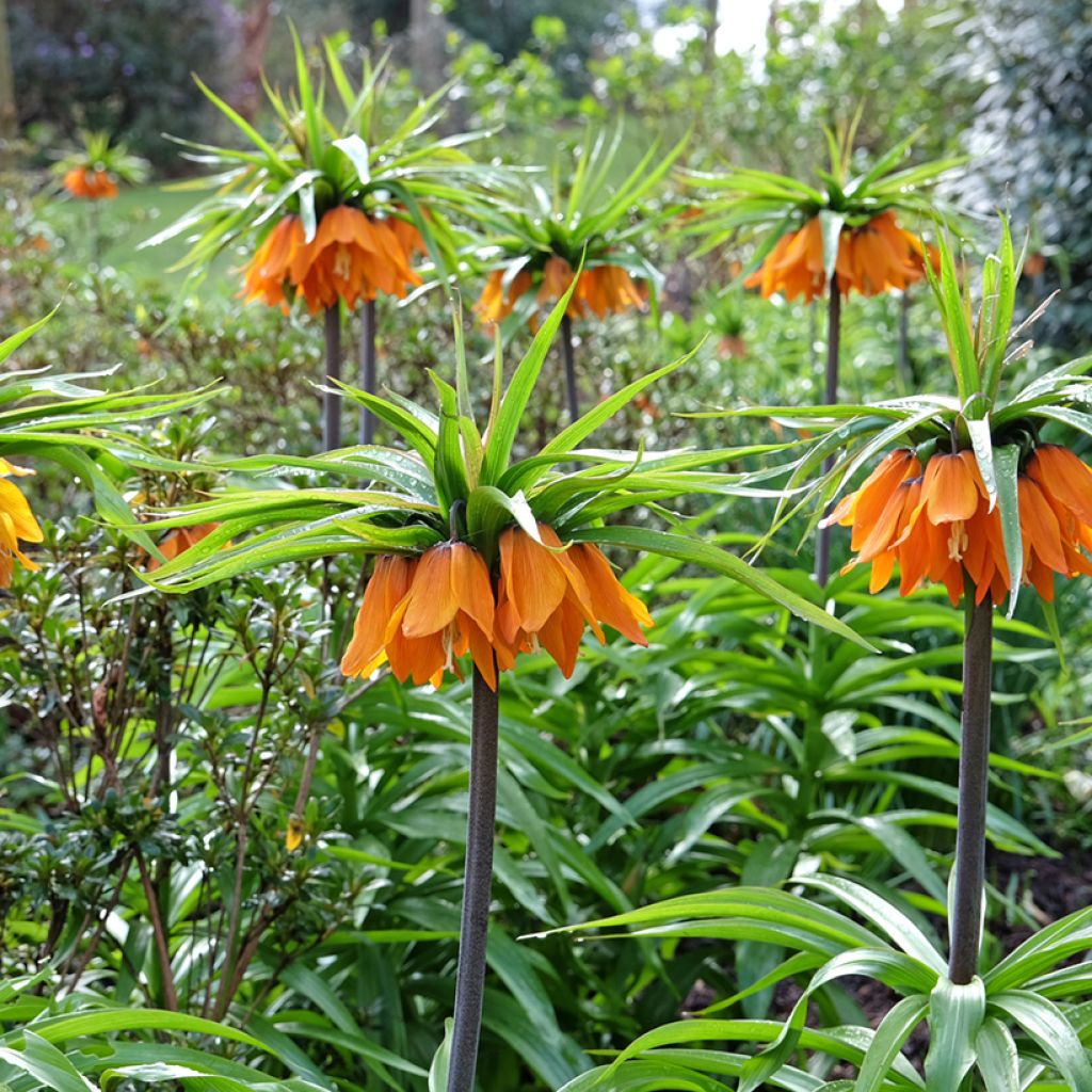 Fritillaire imperialis Sunset - Couronne impériale